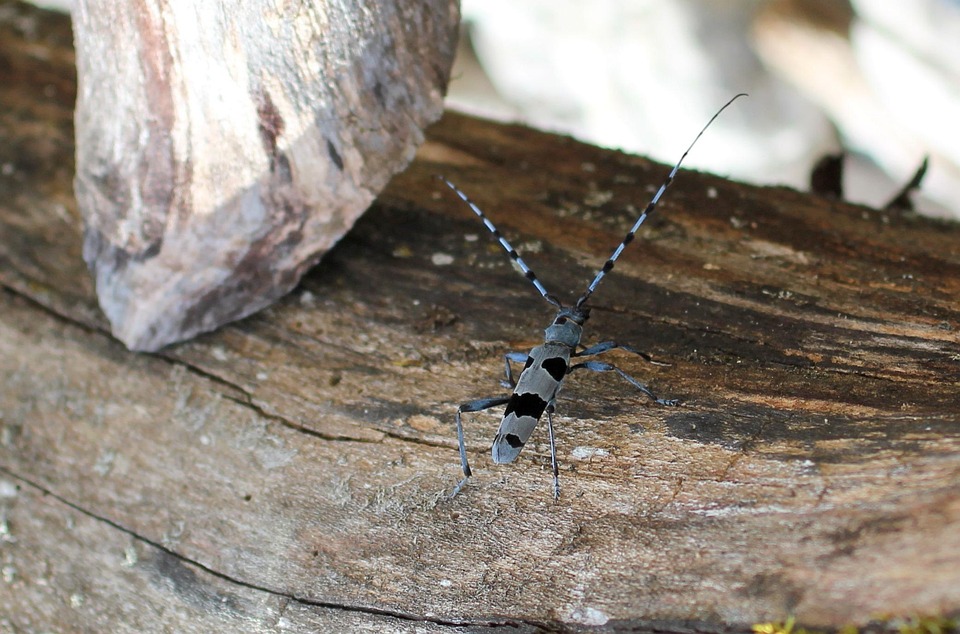 Alpine Insect Alpenbock Insect - Free photo on Pixabay - Pixabay