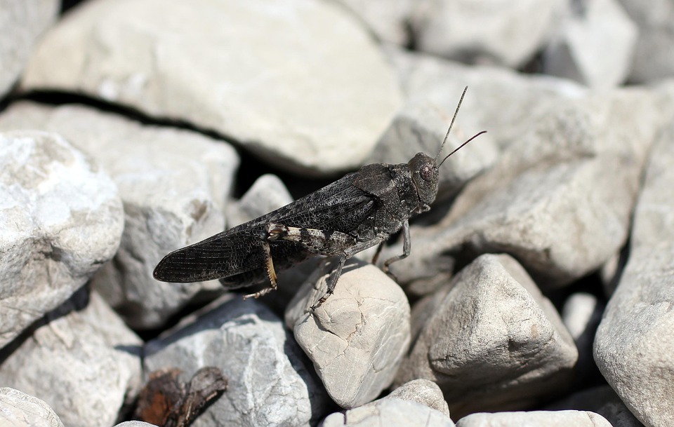 Ringing Insect Red-Winged Snatcher Grasshopper - Free photo on Pixabay - Pixabay