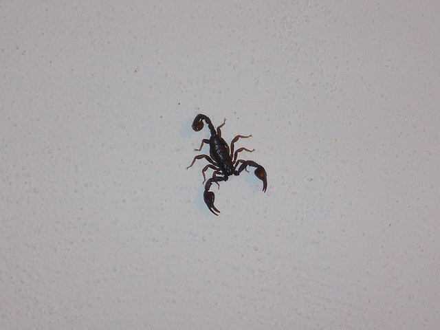 Free Scorpio Invertebrates photo and picture