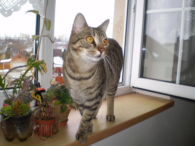 Free Cat Pet photo and picture