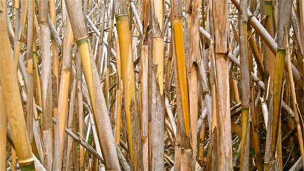 Bengala, Arundo Donax