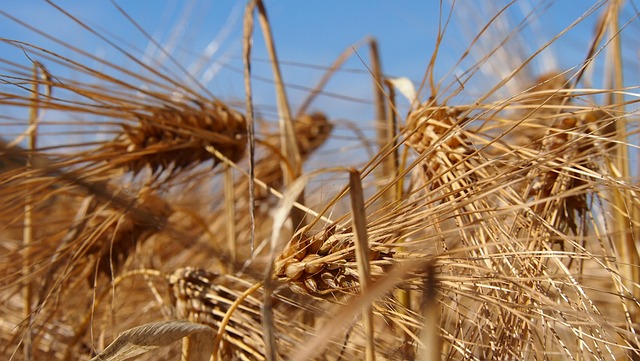 Free Grain Field photo and picture