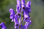 monkshood, wild flower, purple