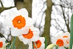 bloom, flower, garden