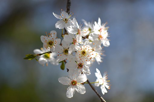 Free Flowers White photo and picture