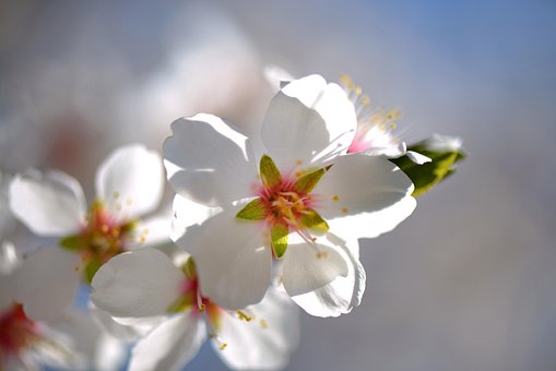 Free Almond Nature photo and picture