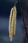 common hazel, corylus avellana, male flower catkins