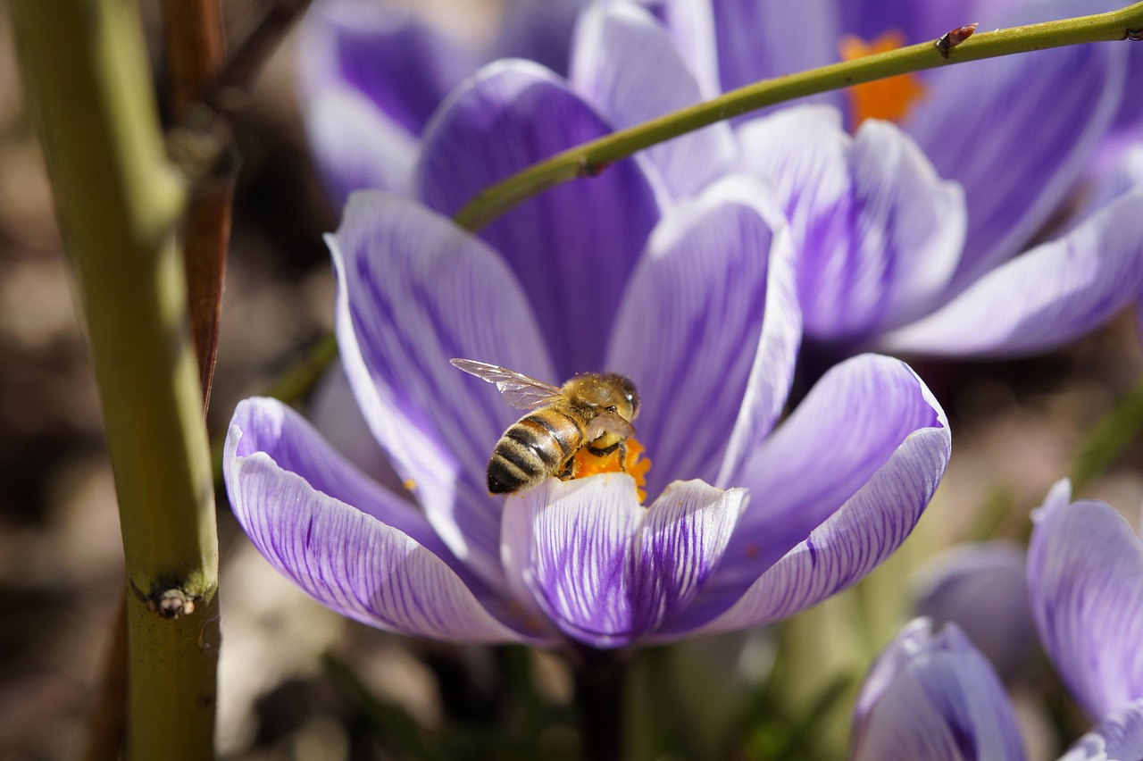 bee-283769_1280.jpg