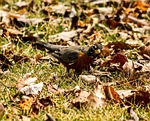 american robin, bird, thrush family