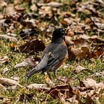 american robin, bird, thrush family