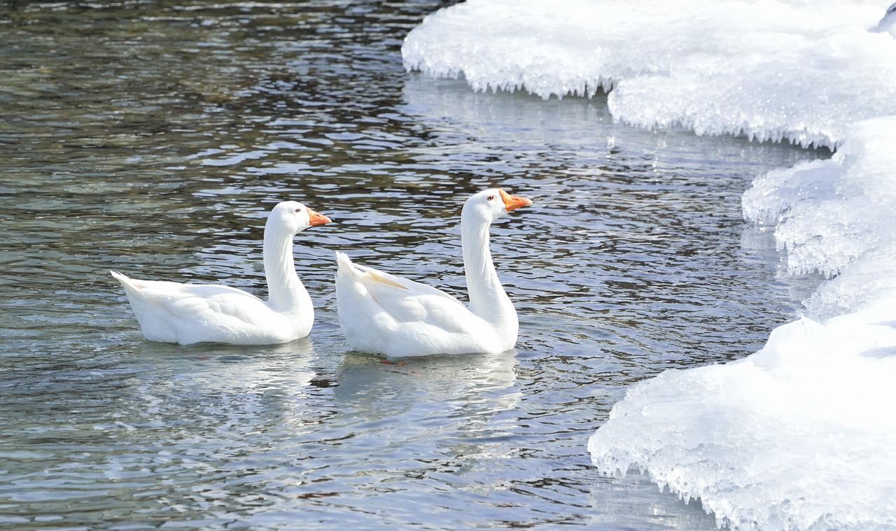 Greater Snow Goose - free online jigsaw puzzle photo