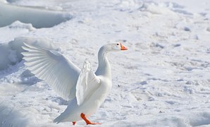 Greater Snow Goose, Goose