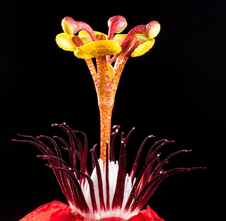 Fleur De La Passion · Photo gratuite sur Pixabay