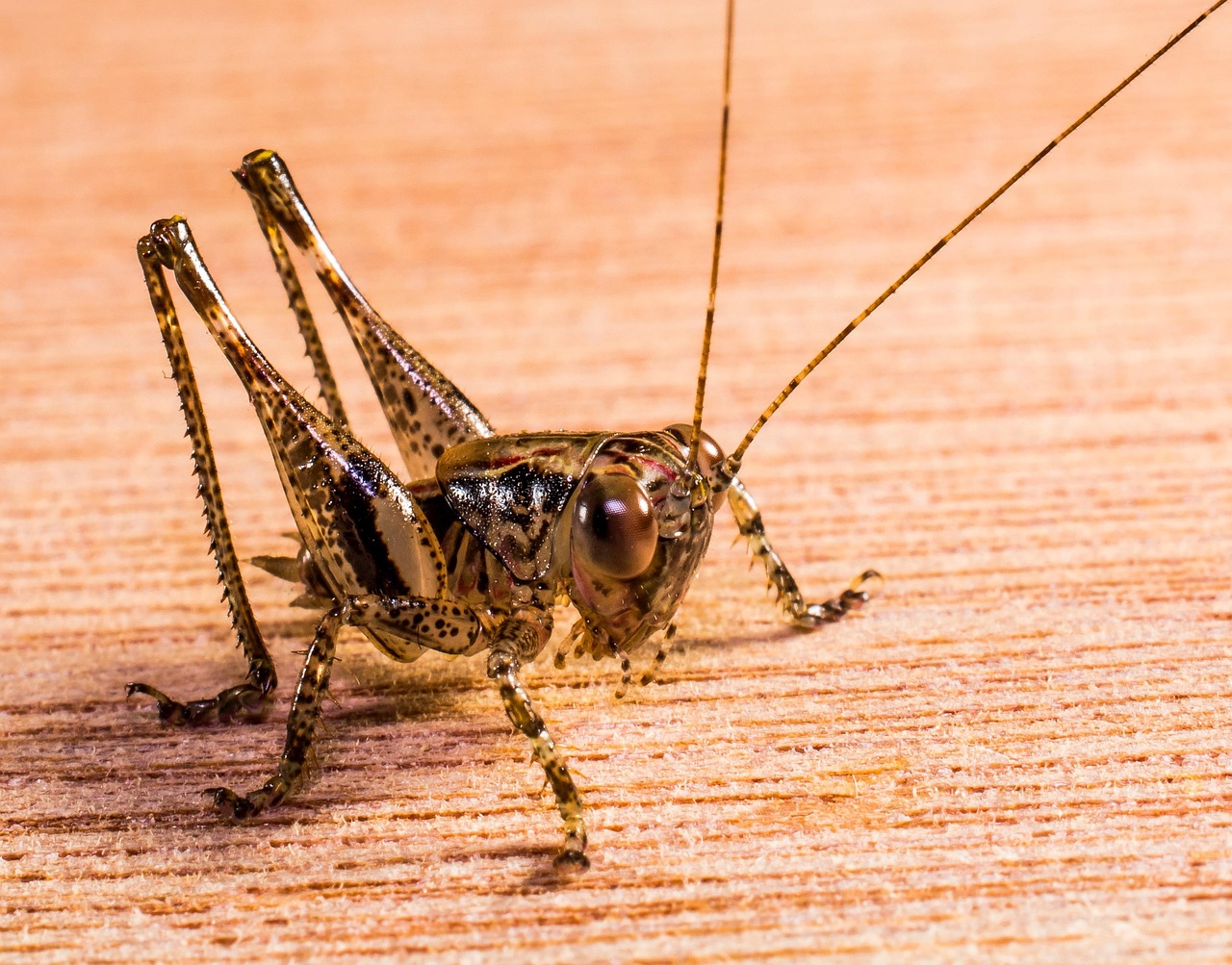 Grasshopper Hay Horse Insect Close - Free photo on Pixabay