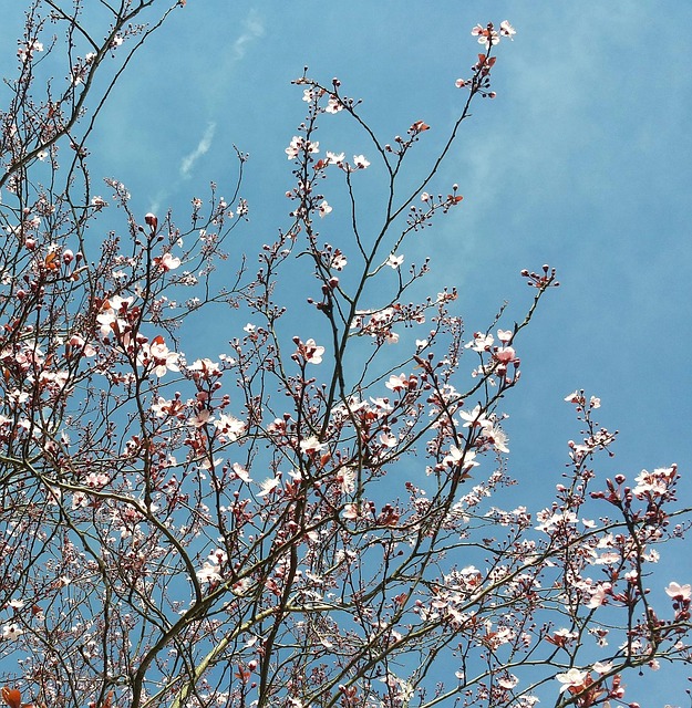 Free Spring Blossoms photo and picture