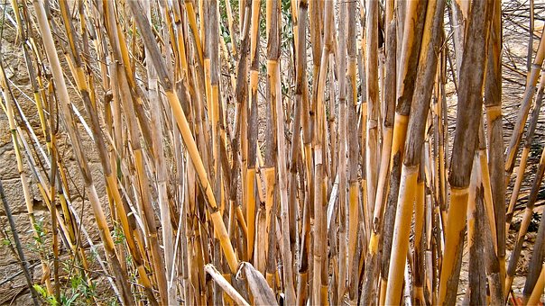 Bengala, Arundo Donax