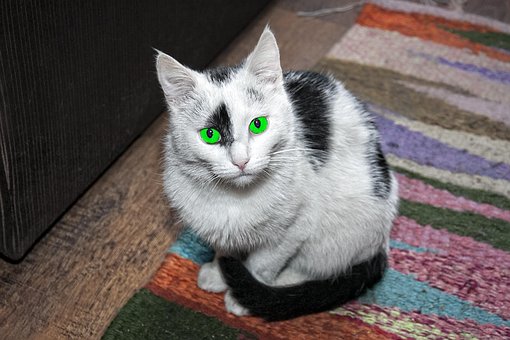 Free Cat Animal photo and picture