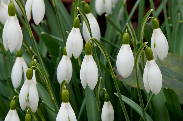 Free Flower Blocks Of Snow photo and picture