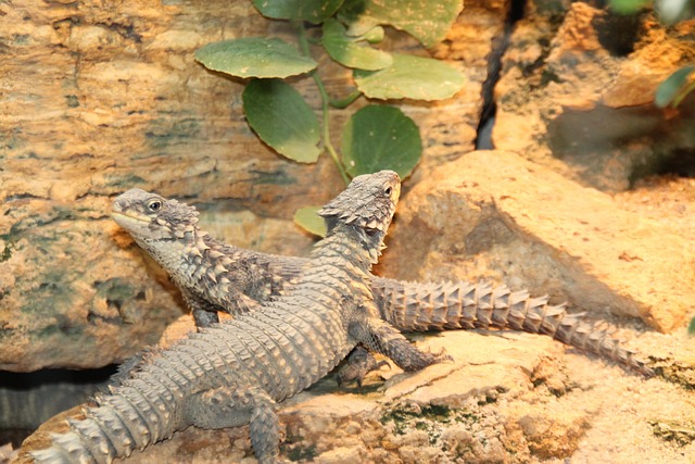 Free Lizards Reptiles photo and picture