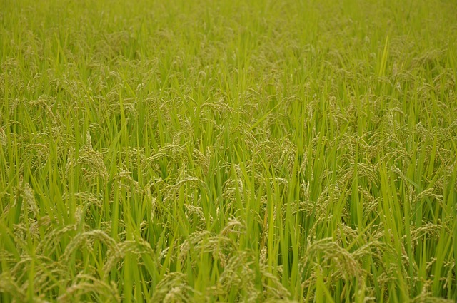 Free Yamada'S Rice Fields Rice photo and picture