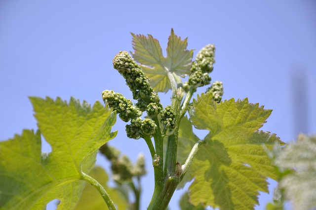 Free Grape Field Sprout photo and picture