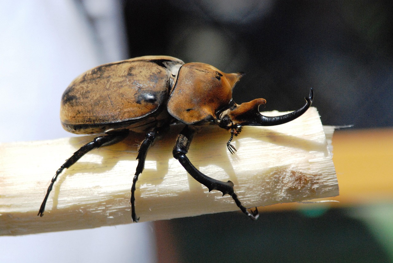 Rhinoceros Beetle Insect - Free photo on Pixabay