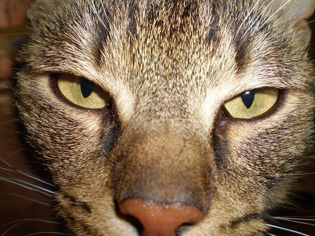 Free Cat Homemade photo and picture