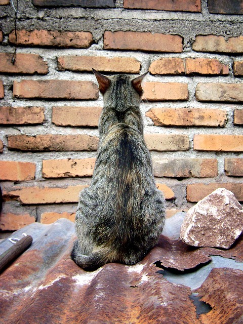 Gato, Mascote, Felino, Tijolo