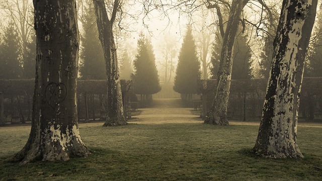 Free Trees Park photo and picture