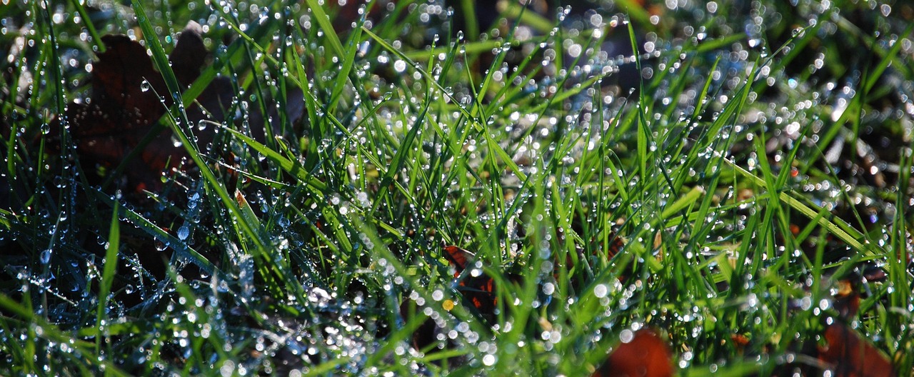 water, dew, just add water, nature, in the morning