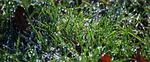 water, dew, just add water