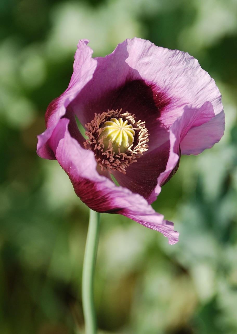 罂粟 罂粟花 - Pixabay上的免费照片 - Pixabay