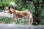 dingo, australia, healesville