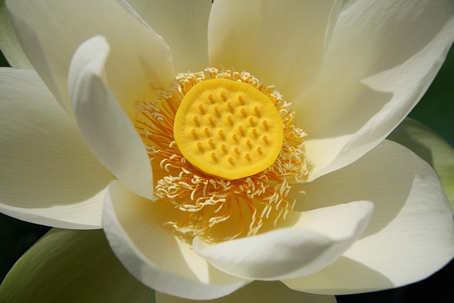 Lotus, Blomst Tapet, Blomst Baggrund