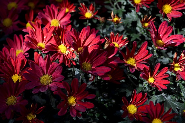 Free Flower Red Flower photo and picture