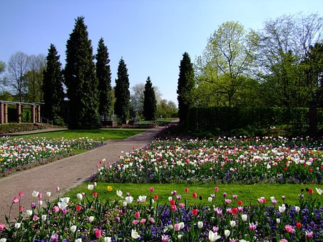 Free Flower Spring photo and picture