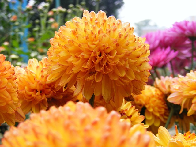 Free Flower Nature photo and picture