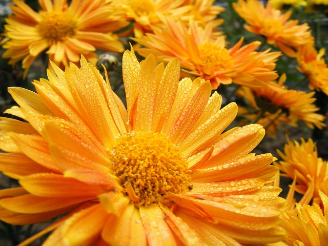 Free Flower Nature photo and picture