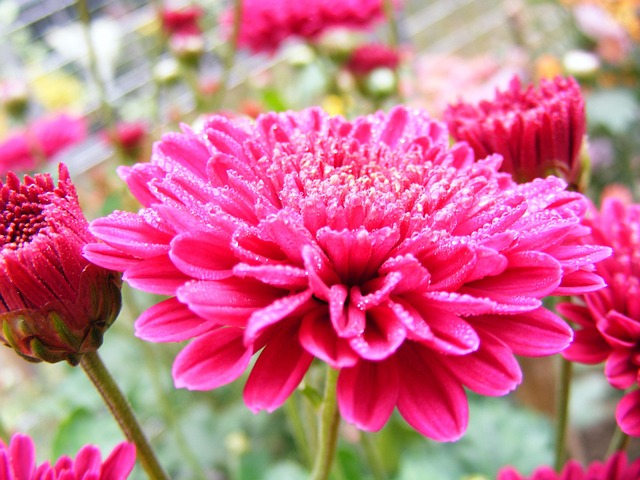 Free Flower Nature photo and picture