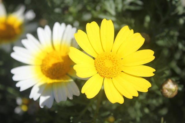Free Flower Field photo and picture
