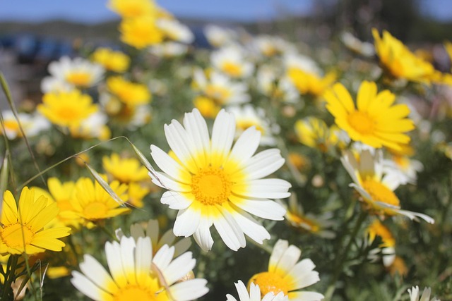 Free Flower Daisy photo and picture