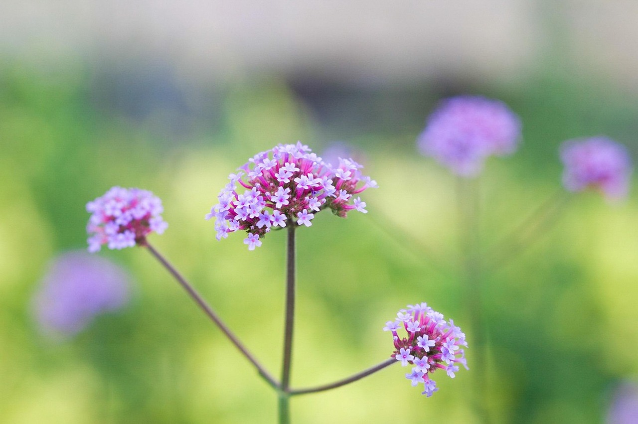 flower-287072_1280.jpg