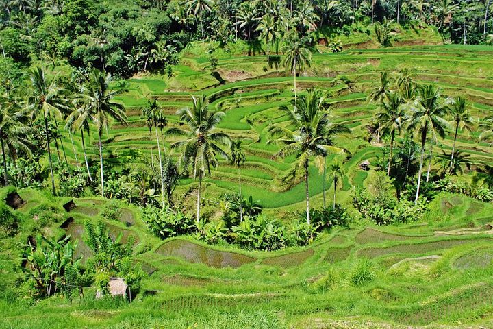 essay on paddy plantation essay on paddy plantation
