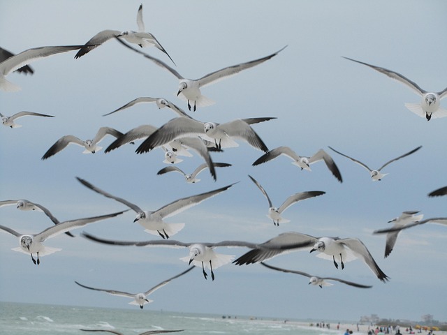 Free Seagulls Birds photo and picture