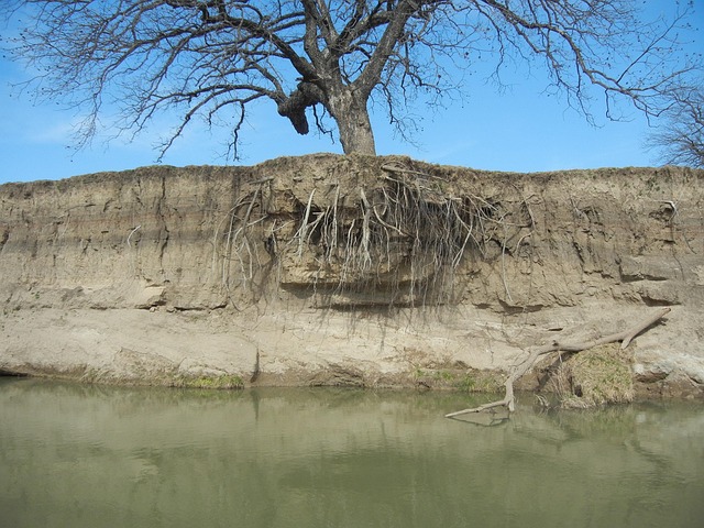 Water, Rivier, Erosie, Boom, Wortels
