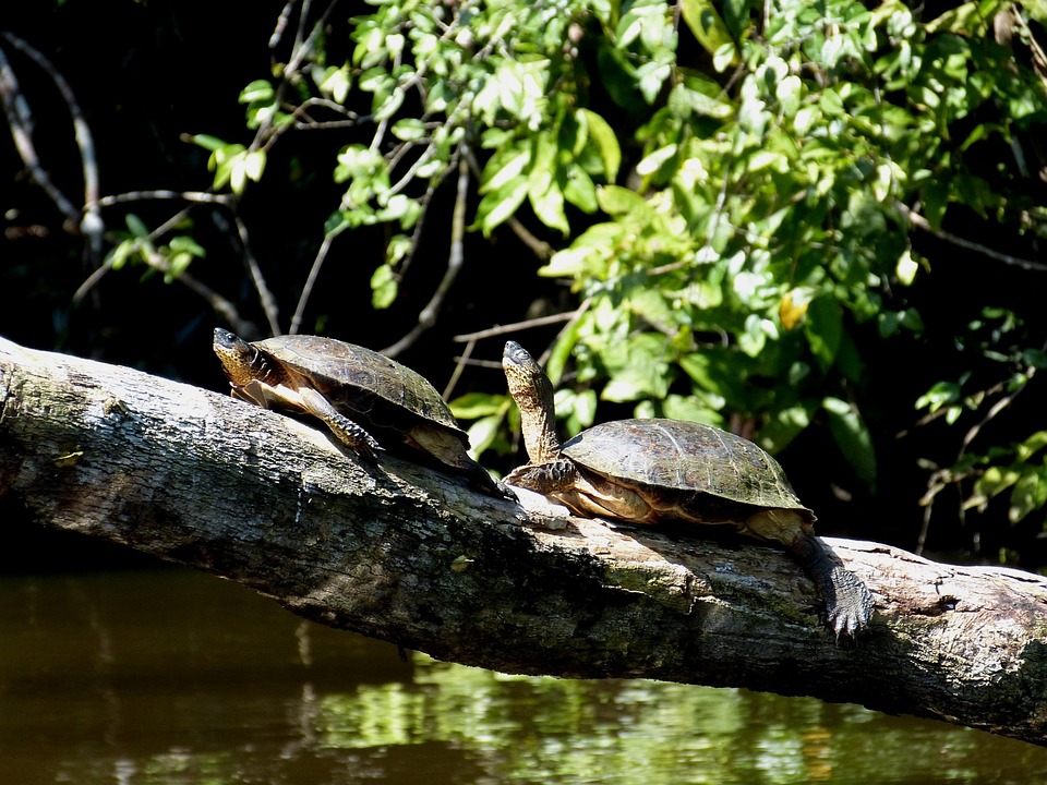 Parque nacional de tortuguero