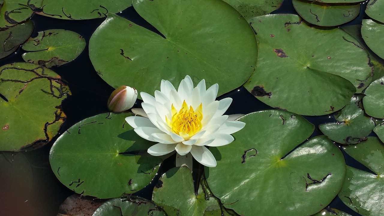 seerosenblatt-blume-teich-kostenloses-foto-auf-pixabay