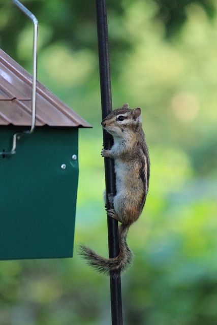Free Squirrel Squirrels photo and picture