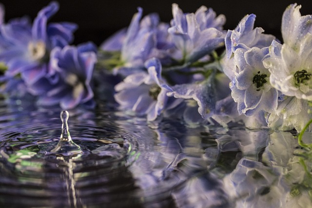 Free Flower Flowers photo and picture