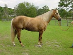 palomino, horse, mare